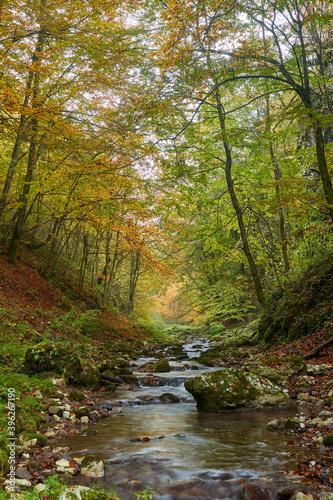 Colorful autumnal landscape of a river in the forest