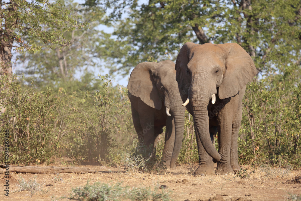 Afrikanischer Elefant / African elephant / Loxodonta africana