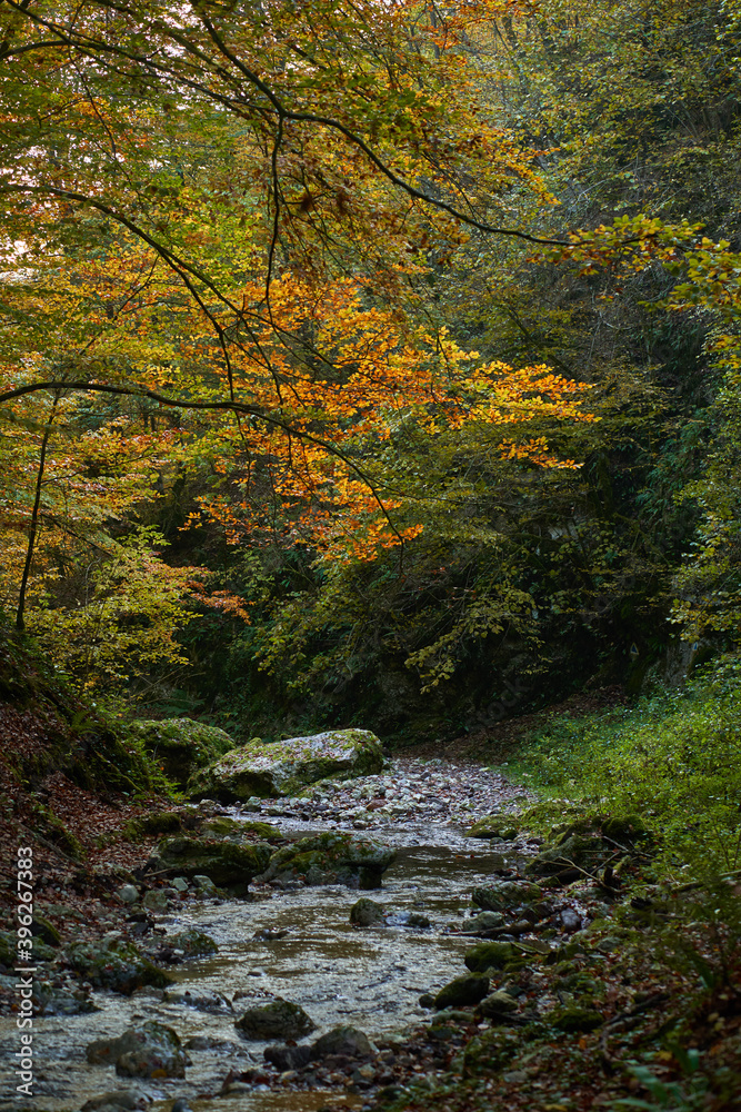 Colorful autumnal landscape of a river in the forest