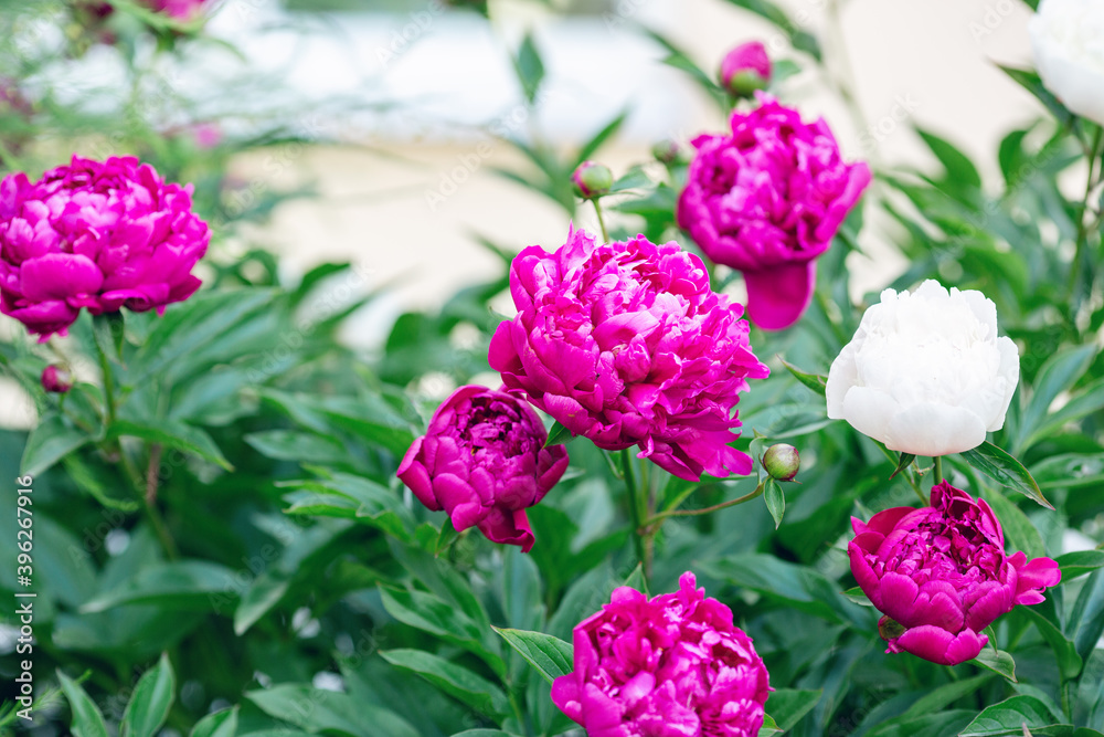 Beautiful blooming peonies in the garden. Flowers background