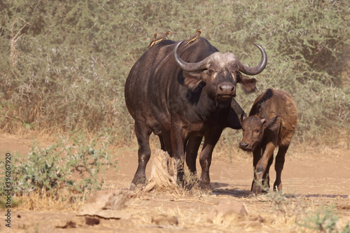 Kaffernbüffel und Gelbschnabel-Madenhacker / Buffalo and Yellow-billed oxpecker / Syncerus caffer et Buphagus africanus. © Ludwig