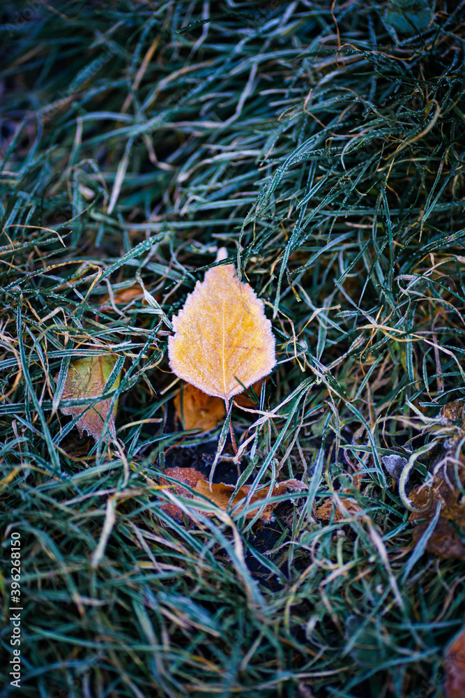 green and yellow autumn leaves with frosty