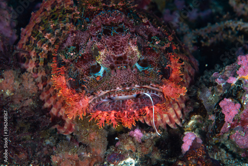 Papua Scorpionfish Scorpaenopsis papuensis