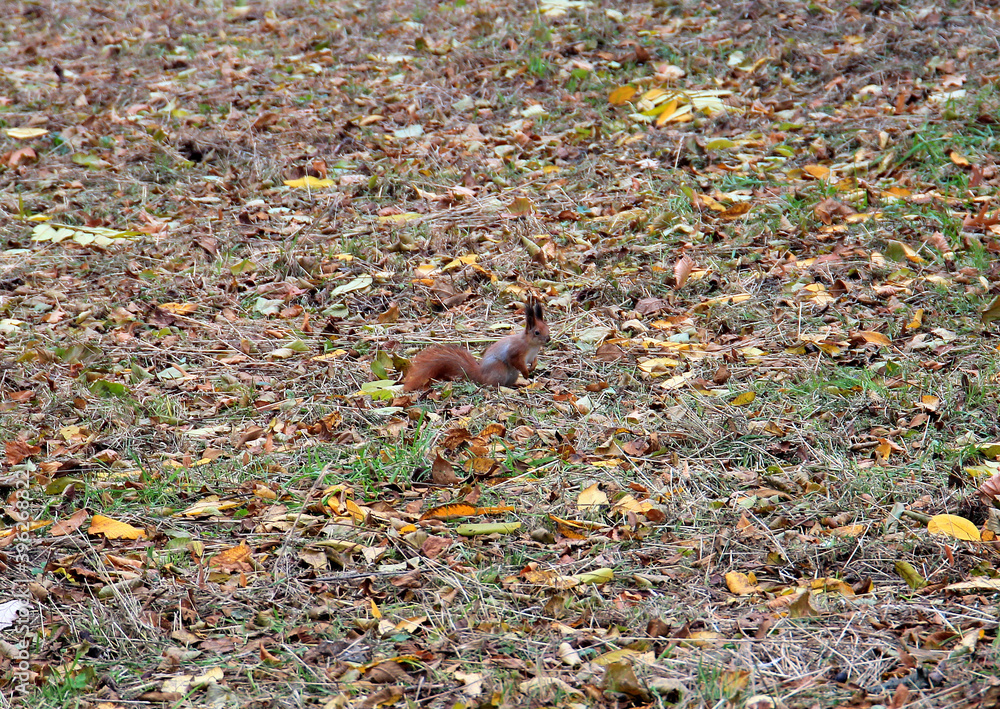 Obraz premium squirrel