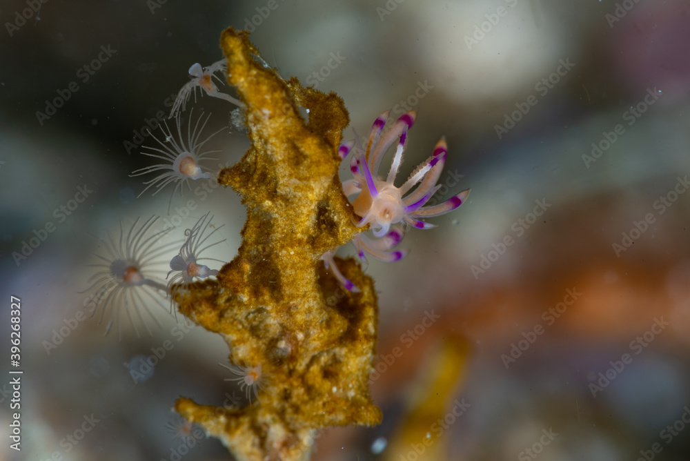 Desirable Flabellina Coryphellina exoptata Desirable Flabellina Coryphellina exoptata