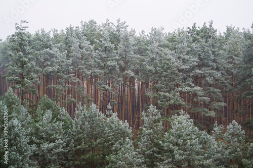 pine forest covered with hoarfrost