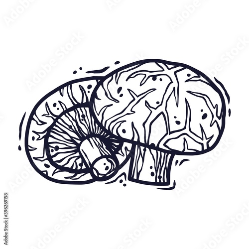 Vector illustration of shiitake. Autumn mushroom picking for vegan food and cooking design
