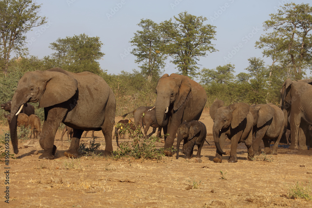 Fototapeta premium Afrikanischer Elefant und Kaffernbüffel / African elephant and Buffalo / Loxodonta africana et Syncerus caffer.