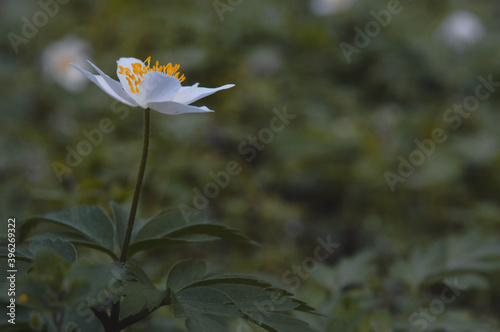 Anemonoides nemorosa  wood anemone  common white early wild flower  in nature  in the woods.