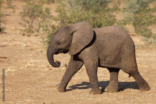 Afrikanischer Elefant   African elephant   Loxodonta africana.