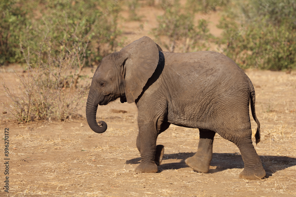 Afrikanischer Elefant / African elephant / Loxodonta africana. Afrikanischer Elefant / African elephant / Loxodonta africana.