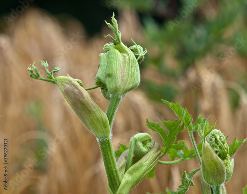 Wiesen-Bärenklau, (Heracleum sphondylium), junger Blütenstand. photo