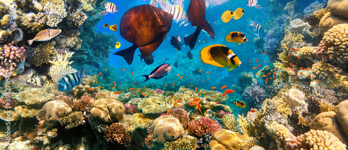 Fototapeta Naklejka Na Ścianę i Meble -  Underwater Colorful Tropical Fishes.