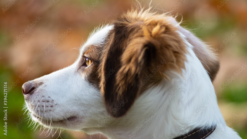 Portrait of a cute spaniel dog puppy