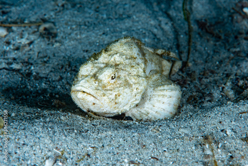 Devil Scorpionfish Scorpaenopsis diabolus photo