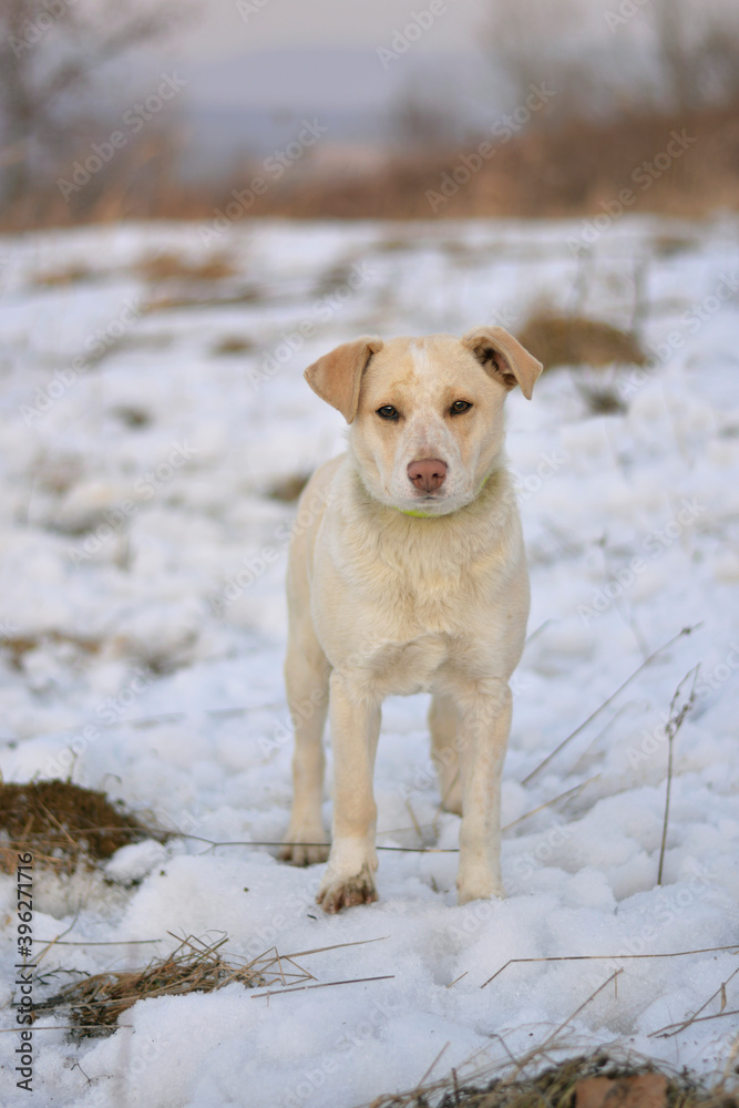 Cute dog portrait in snow, winter nature