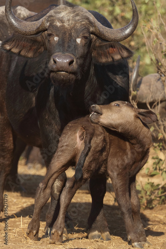 Kaffernbüffel / Buffalo / Syncerus caffer........ © Ludwig