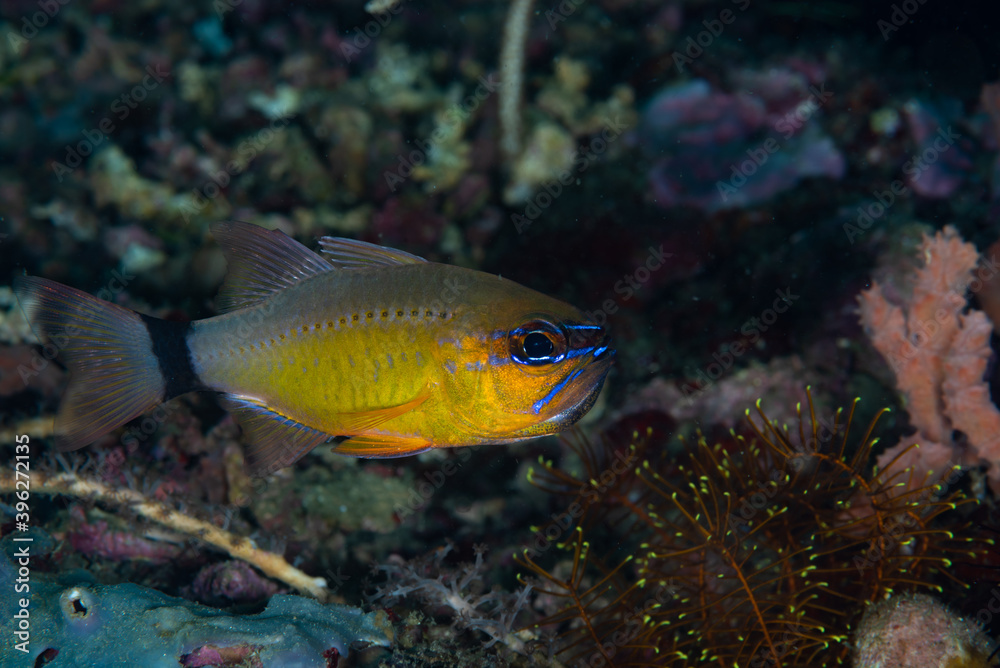 Ring-Tail Cardinalfish Ostorhinchus fleurieu Ring-Tail Cardinalfish Ostorhinchus fleurieu