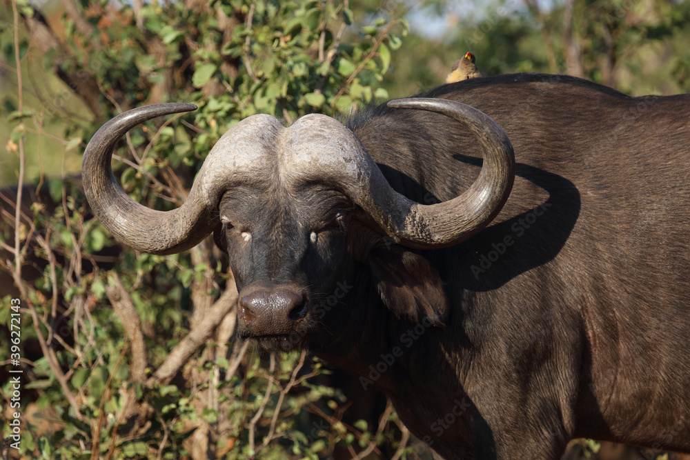 Obraz premium Kaffernbüffel / Buffalo / Syncerus caffer