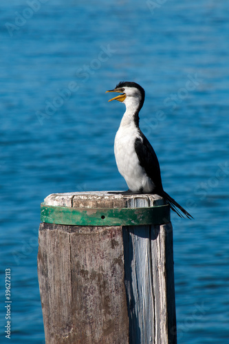 Sydney Australia, Phalacrocorax melanoleucos or Little Pied Cormorant perched on wooden pylon © KarinD