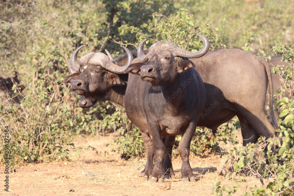 Kaffernbüffel / Buffalo / Syncerus caffer Kaffernbüffel / Buffalo / Syncerus caffer