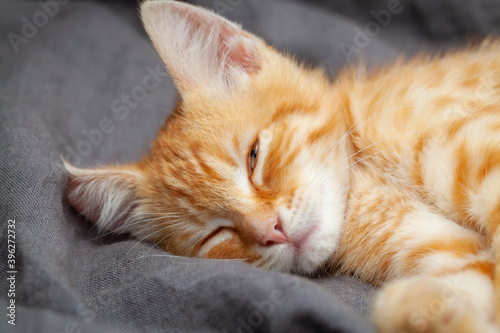 Portrait of young red kitten falls asleep © Stramyk Igor