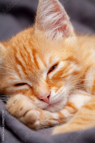 Portrait of young red kitten falls asleep