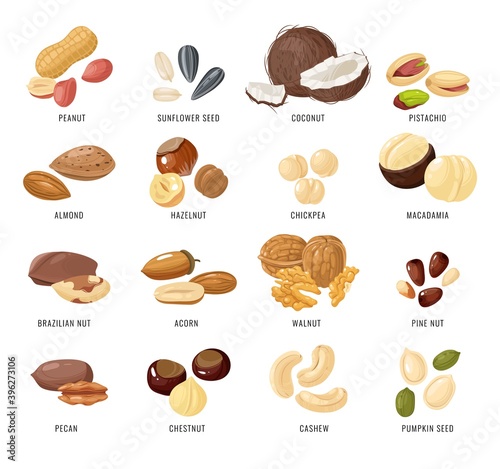 Nuts and seeds. Nut and seed in shell and peeled, Peanut and almond, brazilian and pecan, sunflower seed and hazelnut, acorn and chestnut, vector illustration in cartoon flat style