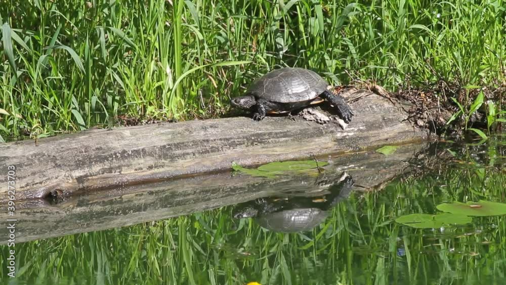 European pond turtle sunbasking on the log, The Mura River in Croatia European pond turtle sunbasking on the log, The Mura River in Croatia