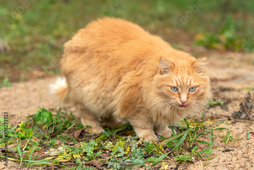 Big red fluffy cat in a green garden