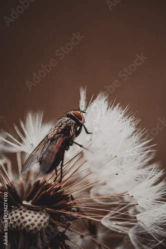 Insect Fly on dandelion Macro Shot