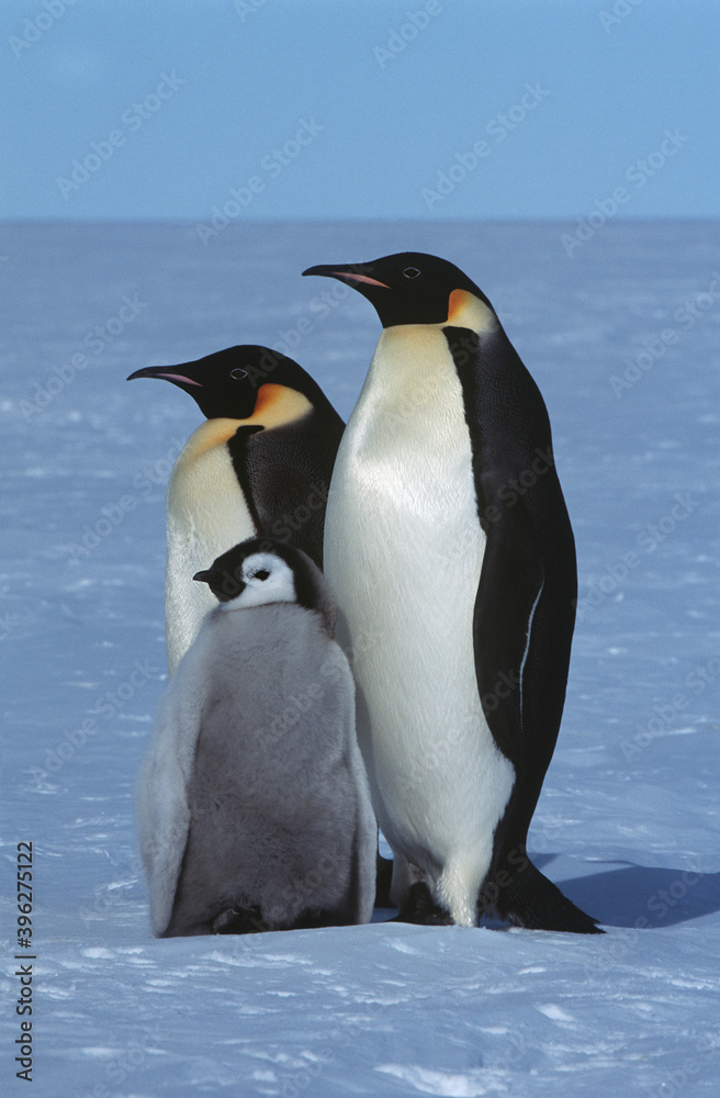 Fototapeta premium 15260162