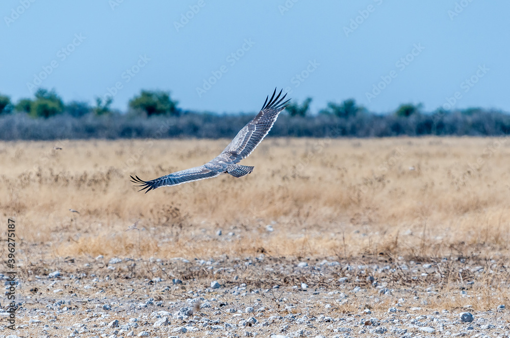 Martial eagle, Polemaetus bellicosus, flying in northern Namibia Martial eagle, Polemaetus bellicosus, flying in northern Namibia