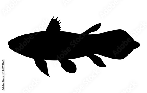 Latimeria. Black hand drawn realistic silhouette vector image. photo