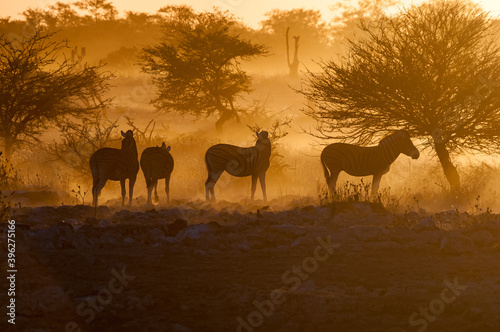 Silhouettes of Burchells zebras at sunset