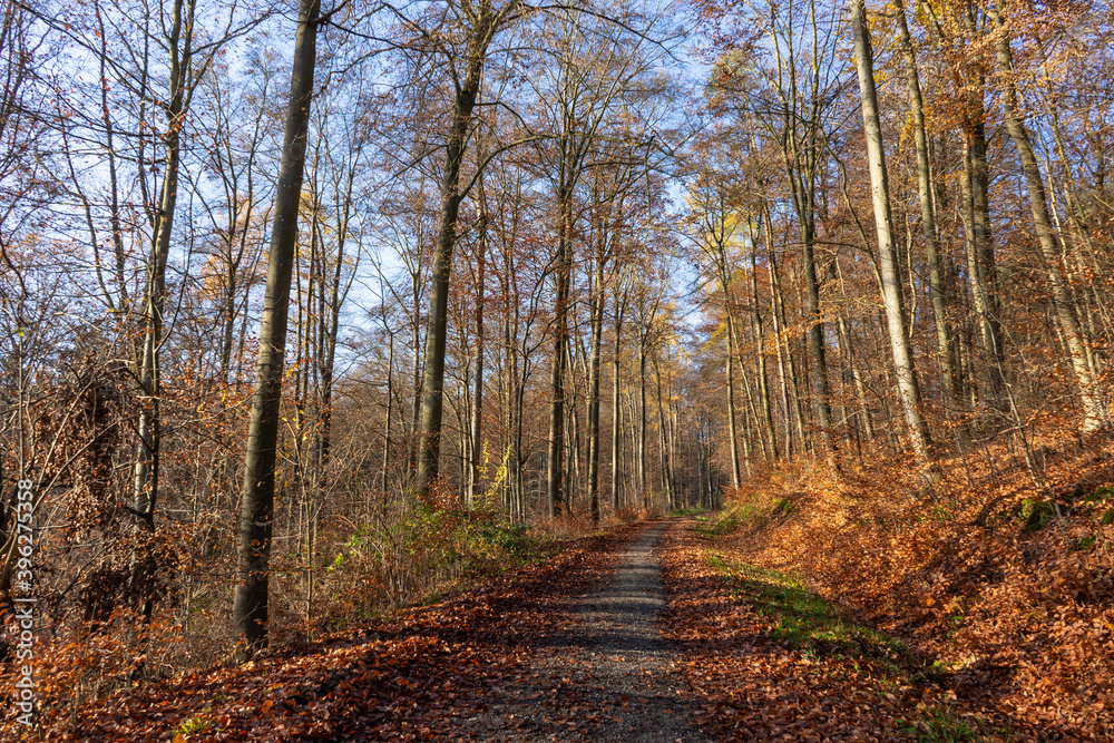 Weg durch den bunten Herbstwald bei blauem Himmel