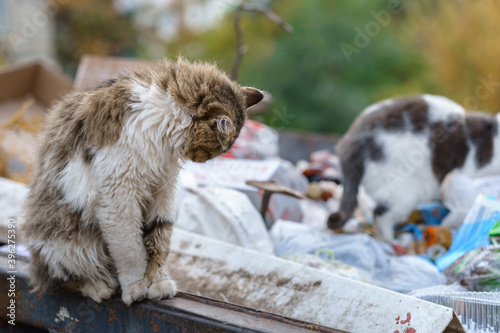 stray cats search for food in a dumpster