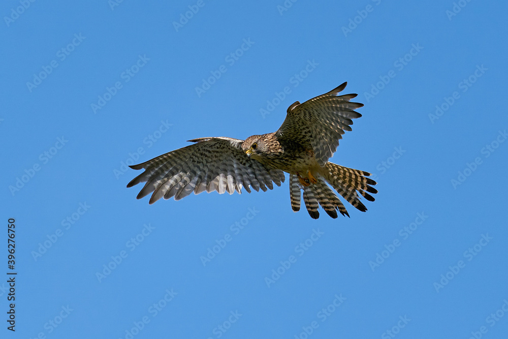Obraz premium Common kestrel (Falco tinnunculus) Juvenile