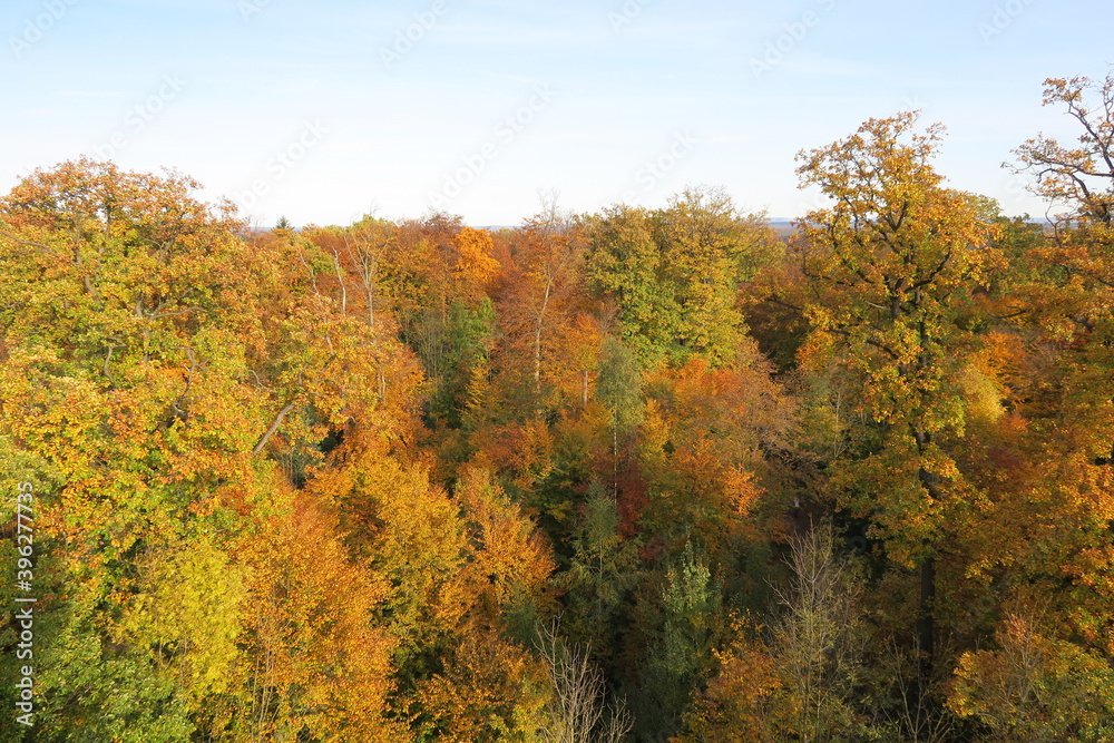 Blick vom Turm des Bergs Kernen im Schurwald auf bunt verfärbtes Herbstlaub