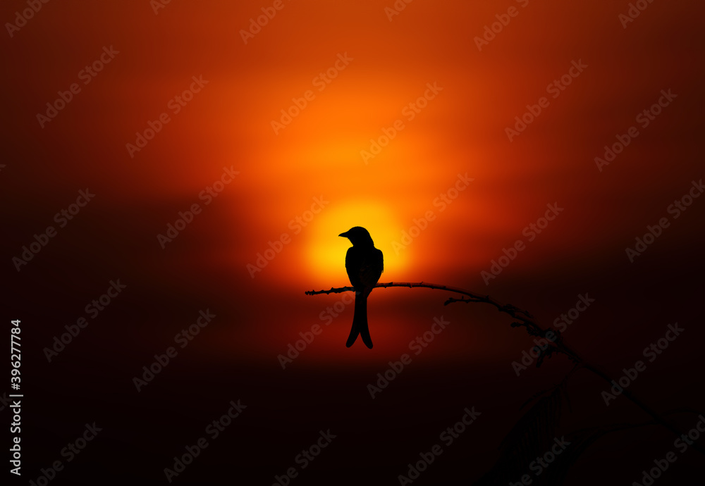 bird silhouette against sunset
