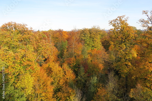 Blick vom Turm des Bergs Kernen im Schurwald auf bunt verfärbtes Herbstlaub