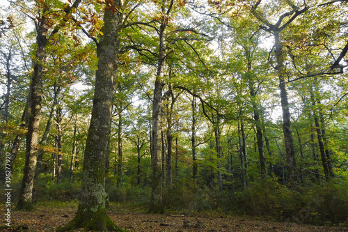 paesaggio boschivo con alberi di quercia  Quercus cerris  in Autunno