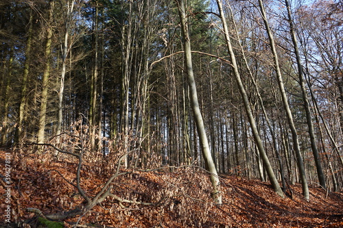 Kahle Laubbäume im Herbst grenzen an grünen Nadelwald.