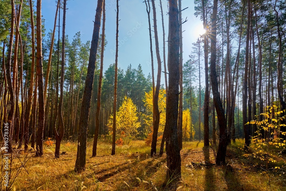 Fototapeta premium forest, autumn, nature, wood, trees, landscape, fall, wood, pine, sun, park, leaves, season, foliage, green, yellow, leaf, outdoors, light, sky, sunlight, beauty, red, plant, autumn forest
