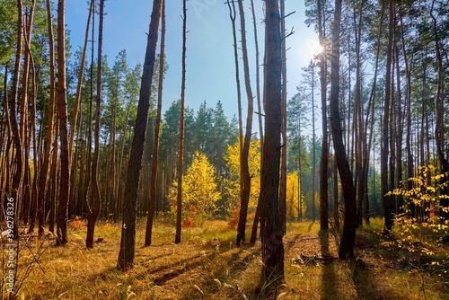  forest  autumn  nature  wood  trees  landscape  fall  wood  pine  sun  park  leaves  season  foliage  green  yellow  leaf  outdoors  light  sky  sunlight  beauty  red  plant  autumn forest