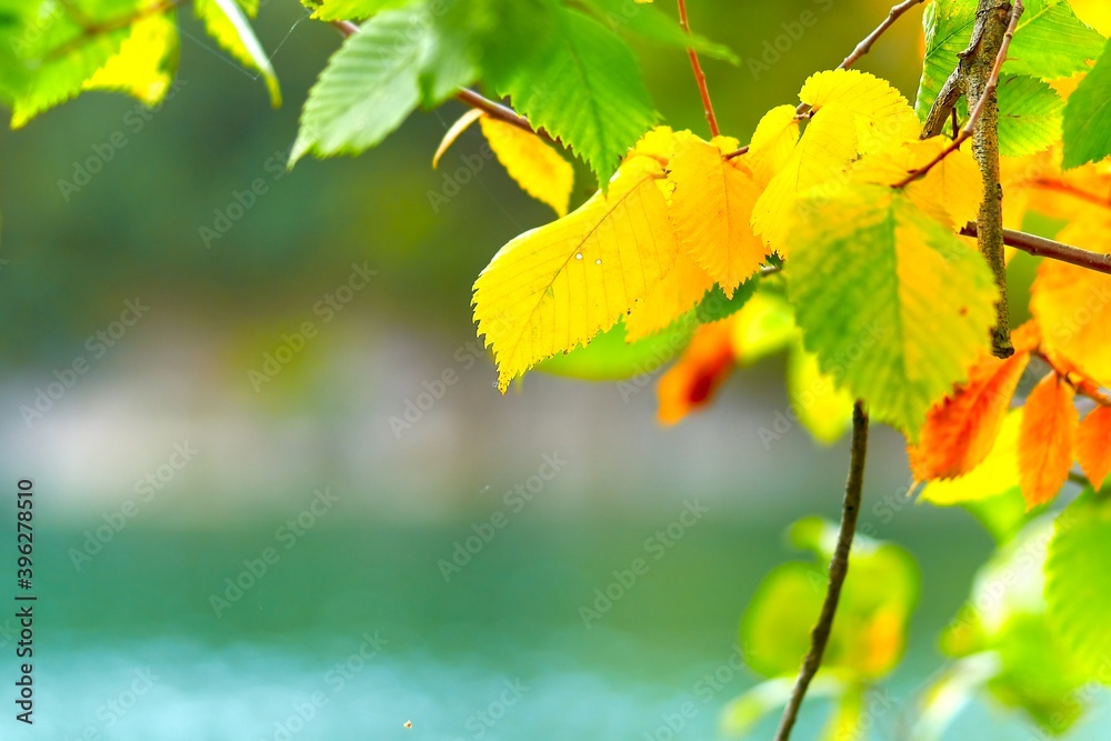 Obraz premium autumn, leaf, maple, leaves, nature, tree, yellow, season, red, orange, isolated, color, plant, forest, foliage, bright, seasonal, brown, colorful, branch, natural, october, green, oak, oak leaf , sun