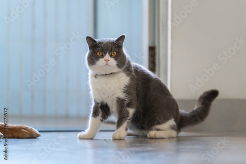 Cute British Shorthair cat, indoor shot