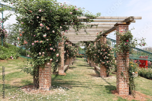 Climbing garden colorful  pink  roses on wooden trellis