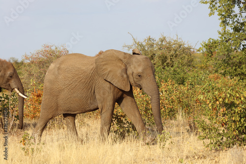 Afrikanischer Elefant   African elephant   Loxodonta africana.