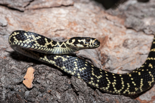 Close up of Endangered Broad-headed Snake